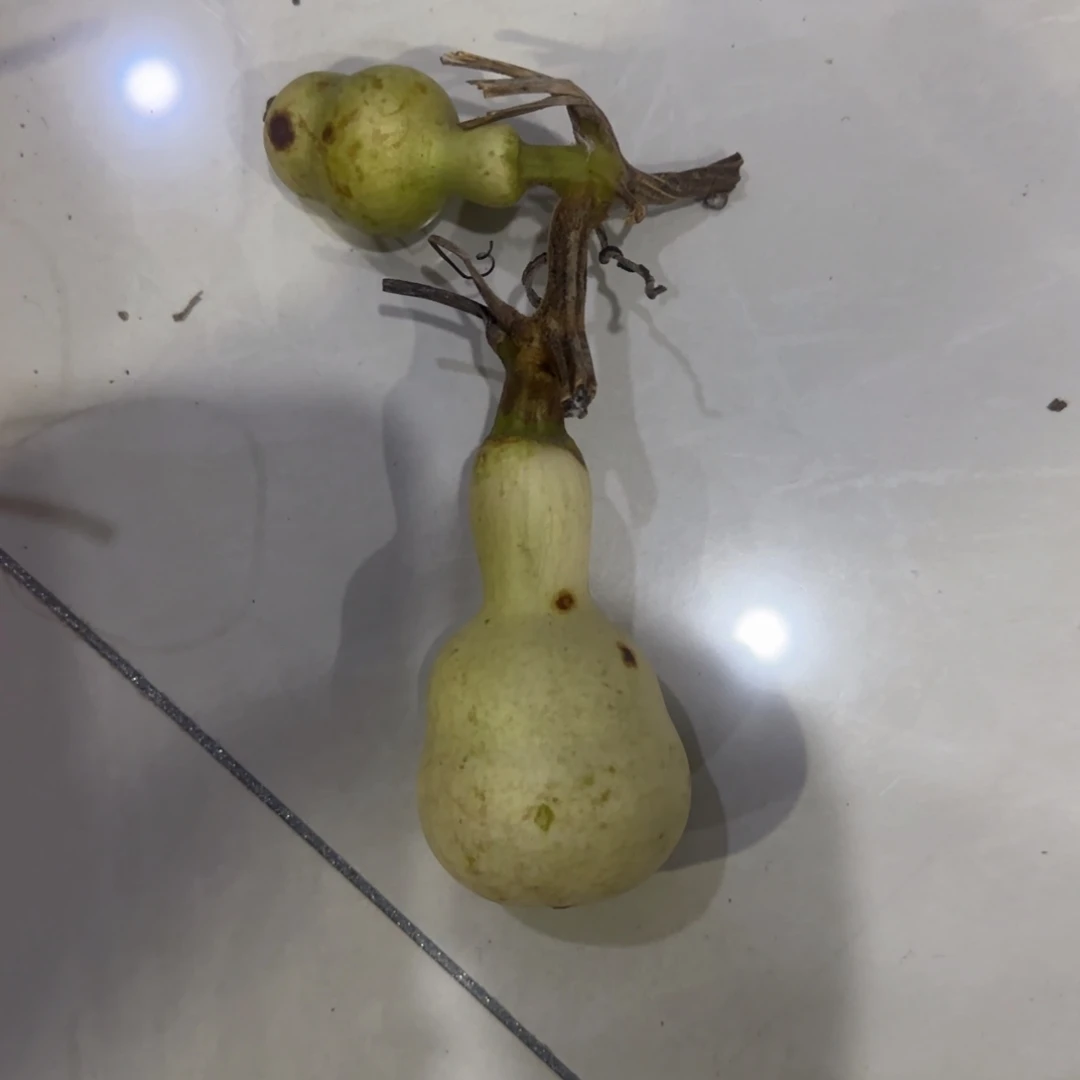 青皮不包成青皮不包成