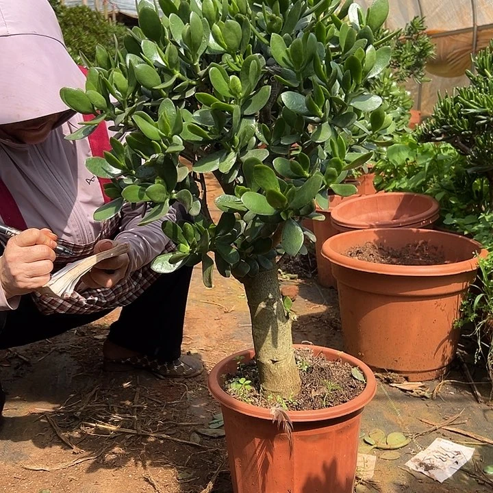 开***果大青苹果一物一拍160链接