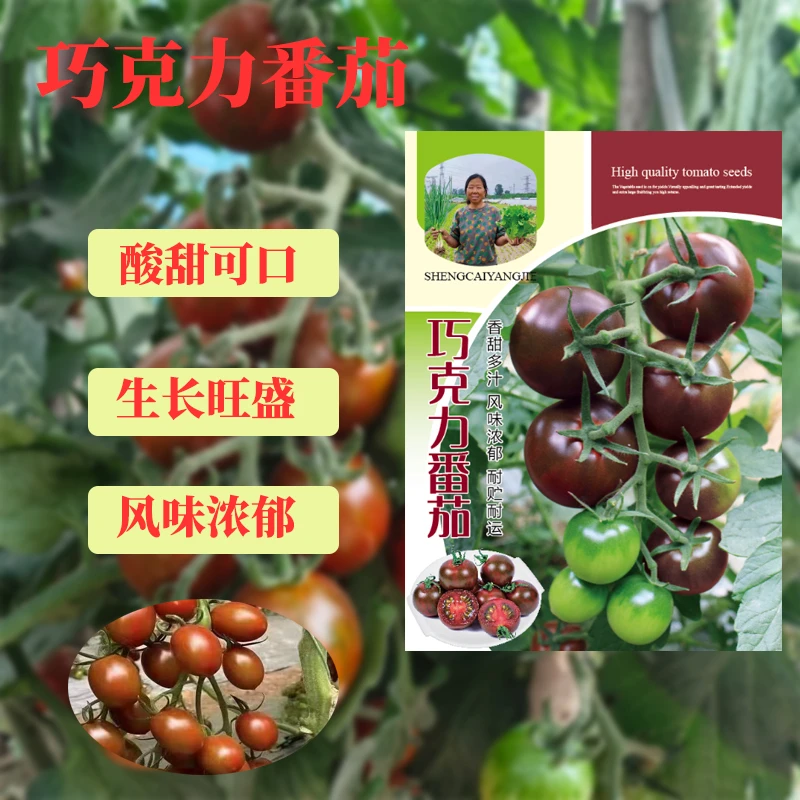 巧克力樱桃番茄种子紫黑色西红柿种阳台盆栽蔬菜种子