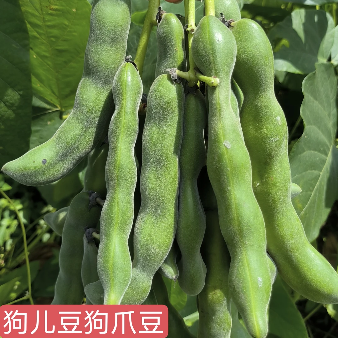 广西狗儿豆狗爪豆新鲜现摘狗仔豆猫儿豆龙爪豆农家新鲜当季蔬菜