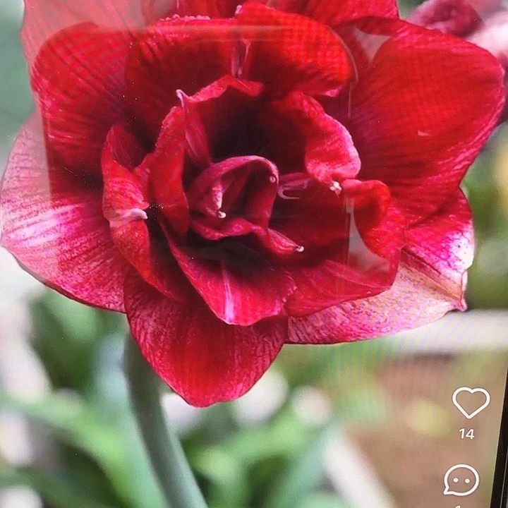 笑脸直径6+基地球