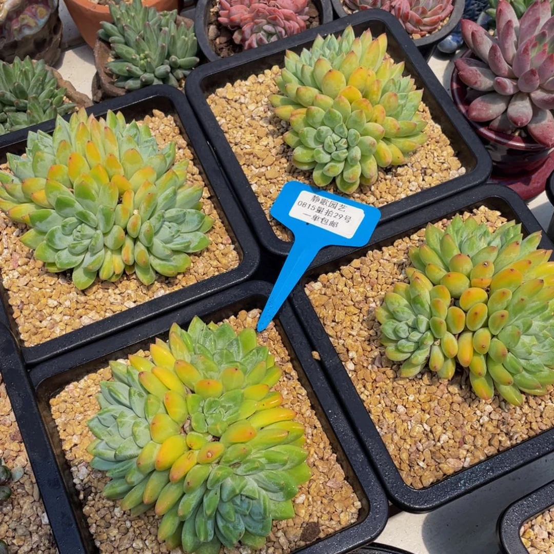 0815-29-新品水晶萝莉群一颗量拍