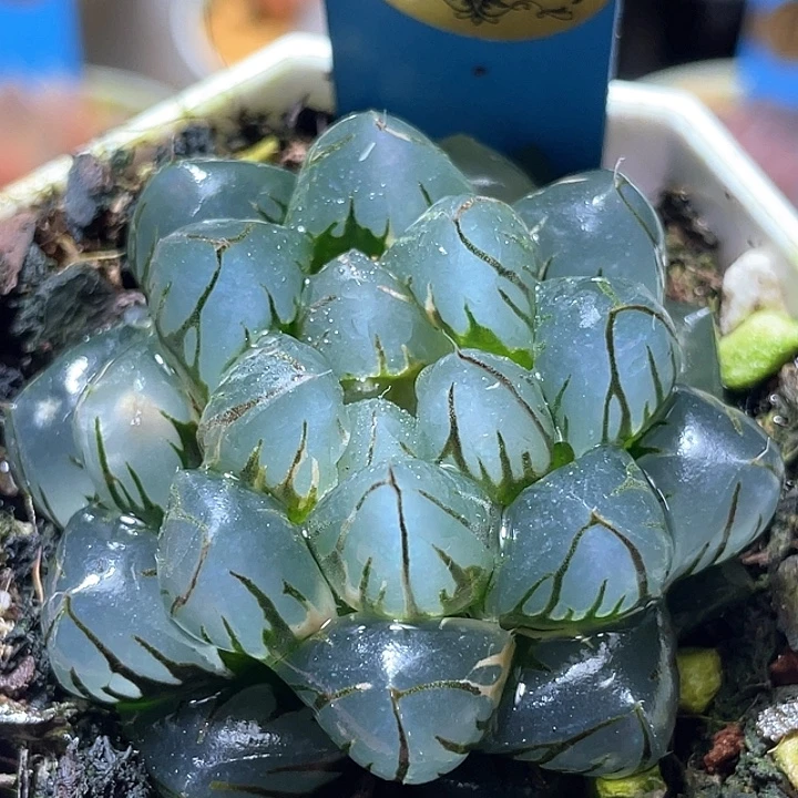 552水中月锦特选福利