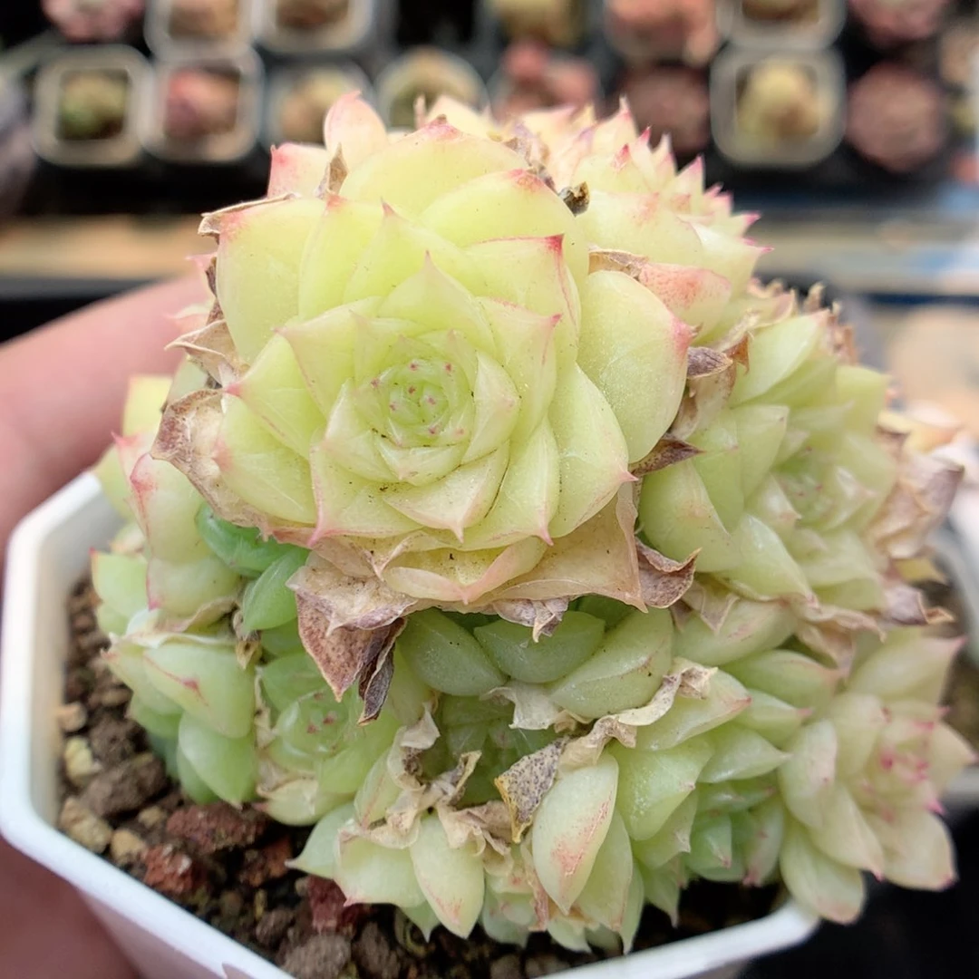 S88 ，20包邮两天凑单偏远不发货