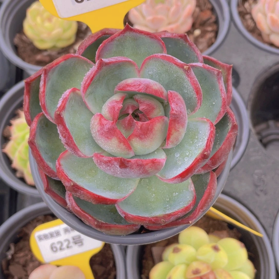 624号 宽叶大单头惊鸿仙子