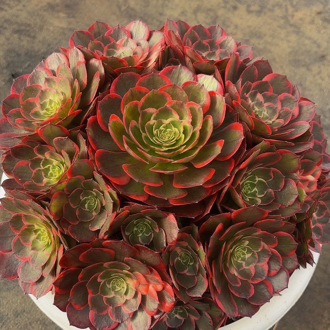 夜宴多肉植物一颗