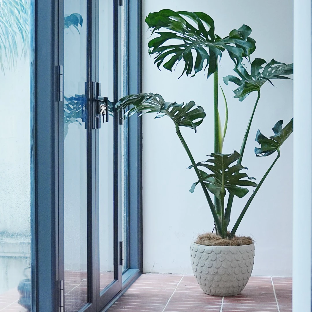 龟背竹巨叶开背盆栽室内外通用水培土培净化空气四季常青