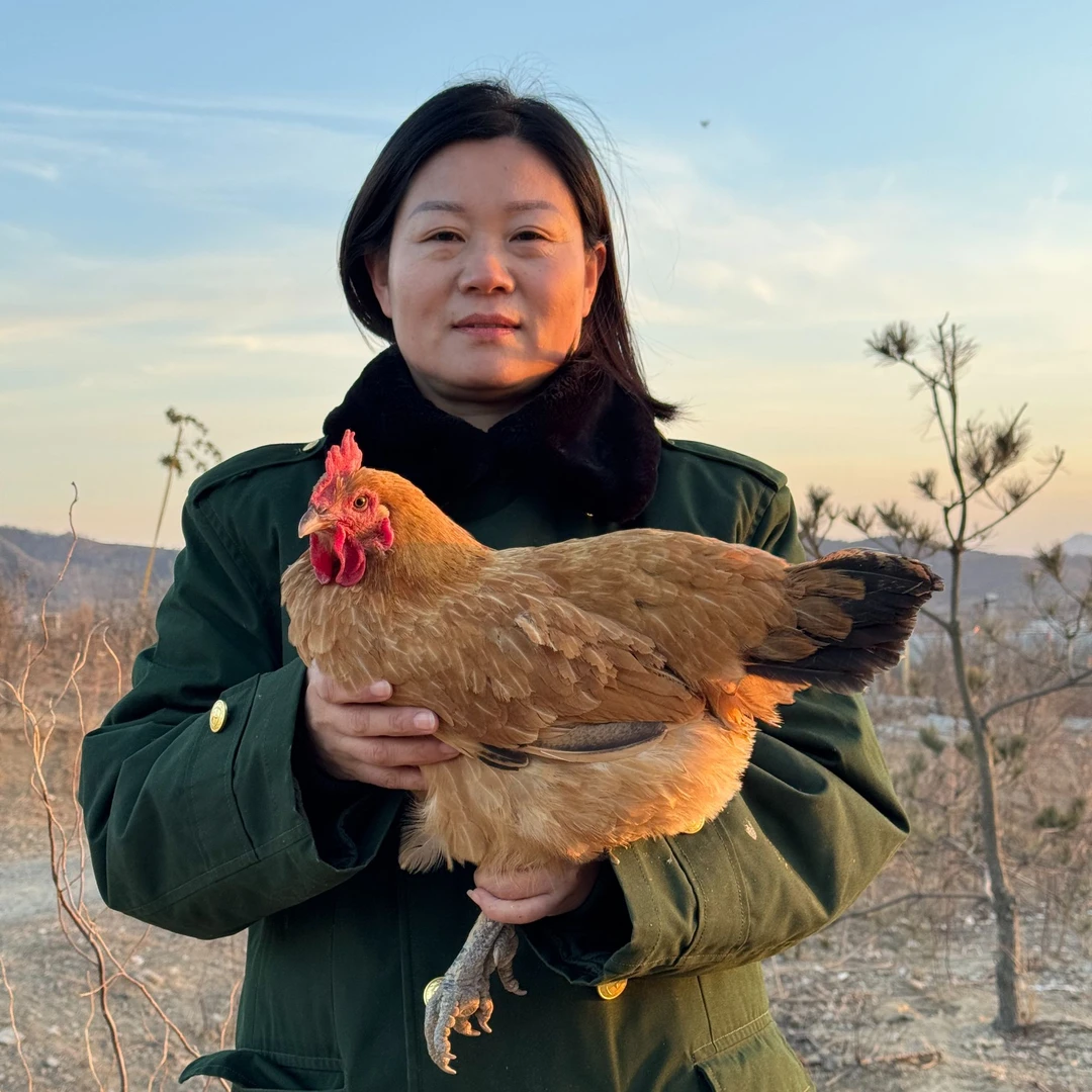 散养淮南草老母鸡一年半到两年二只（单只净重2斤）