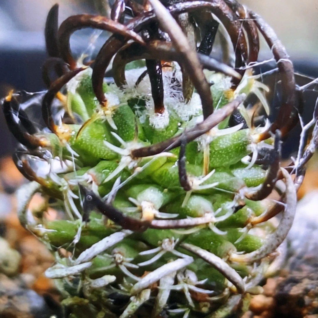 孤品实生炭刺升龙丸1.4cm带网