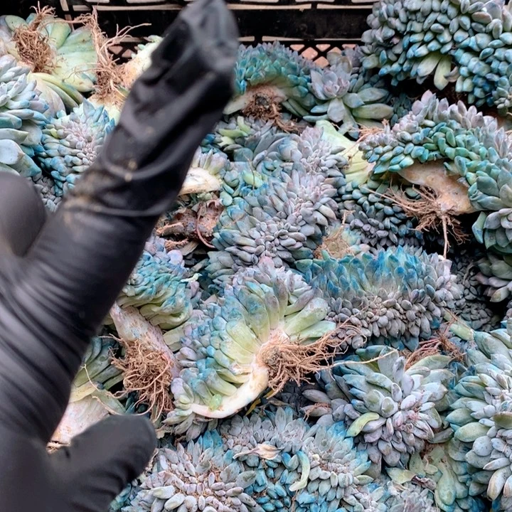 你***y哇哇哇哇哇哇哇丫