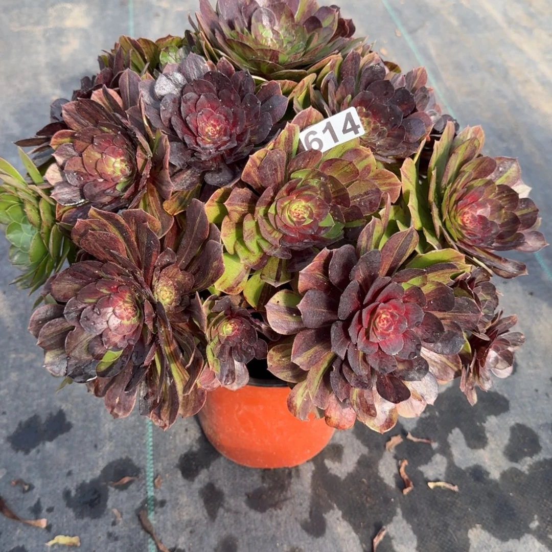 614多肉植物花月夜