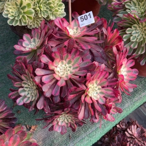 501铜壶锦朵朵多肉，