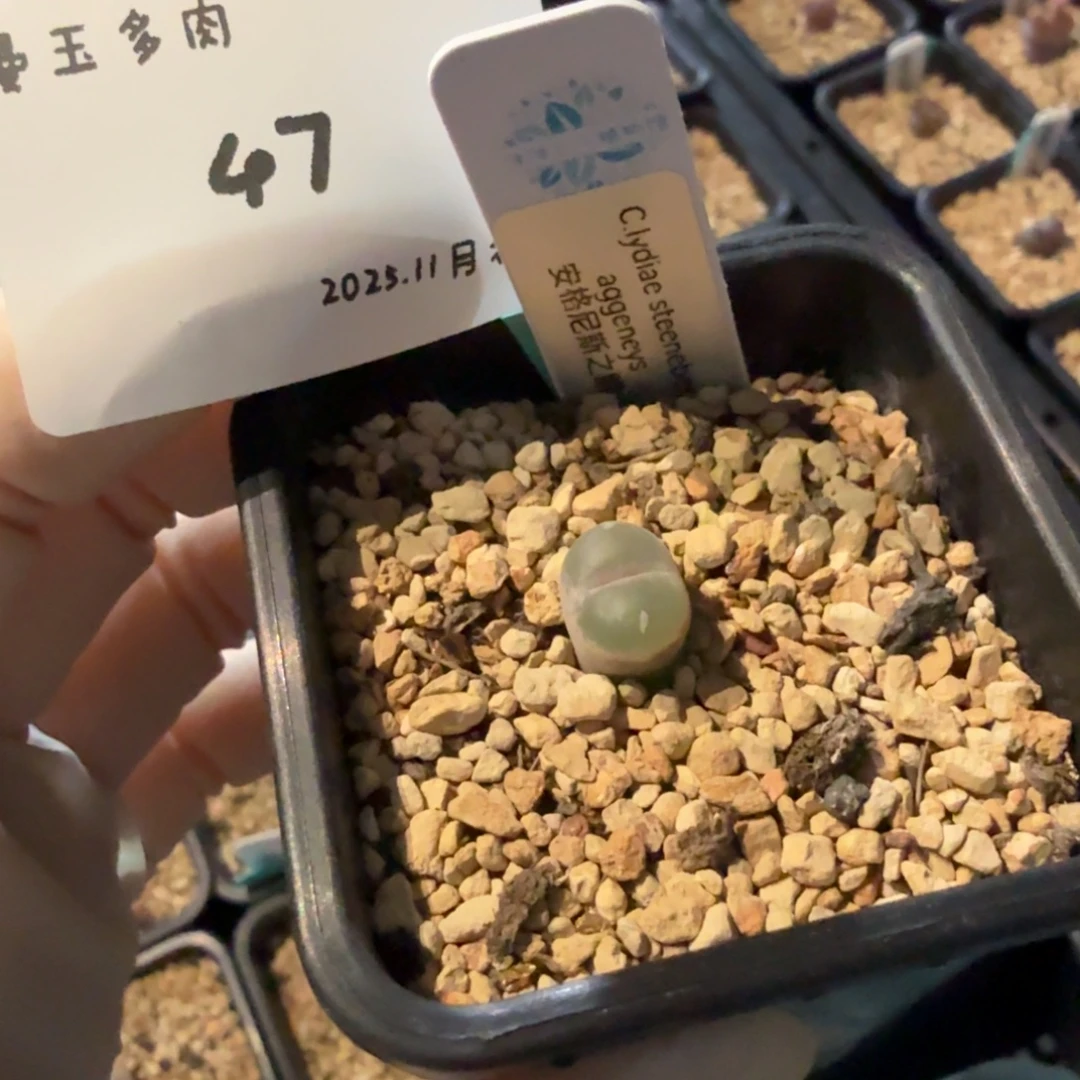 丁***加多肉多肉多肉11-047