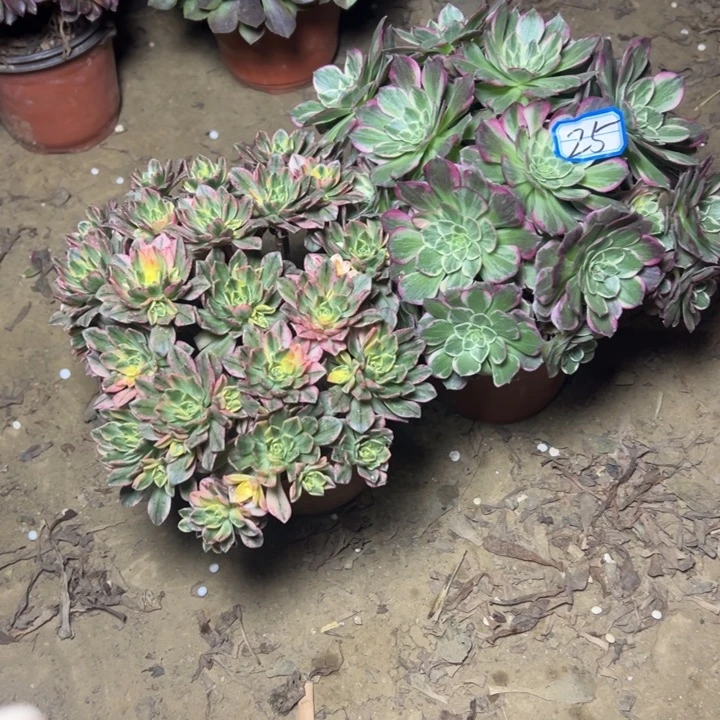 多肉植物两个法师25