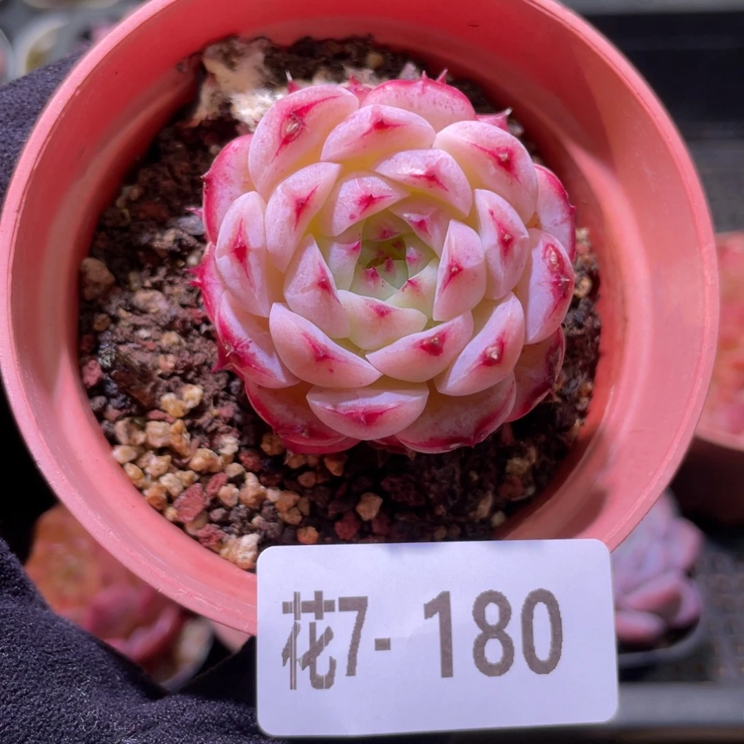 花利美7-180薄荷冰沙