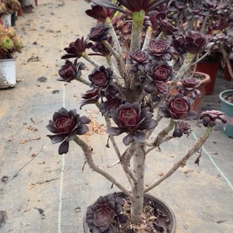 圆叶多肉植物012