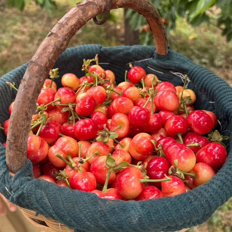 【树熟现摘】露天脆甜黄金脆大樱桃烟台酸甜山地樱桃冷链