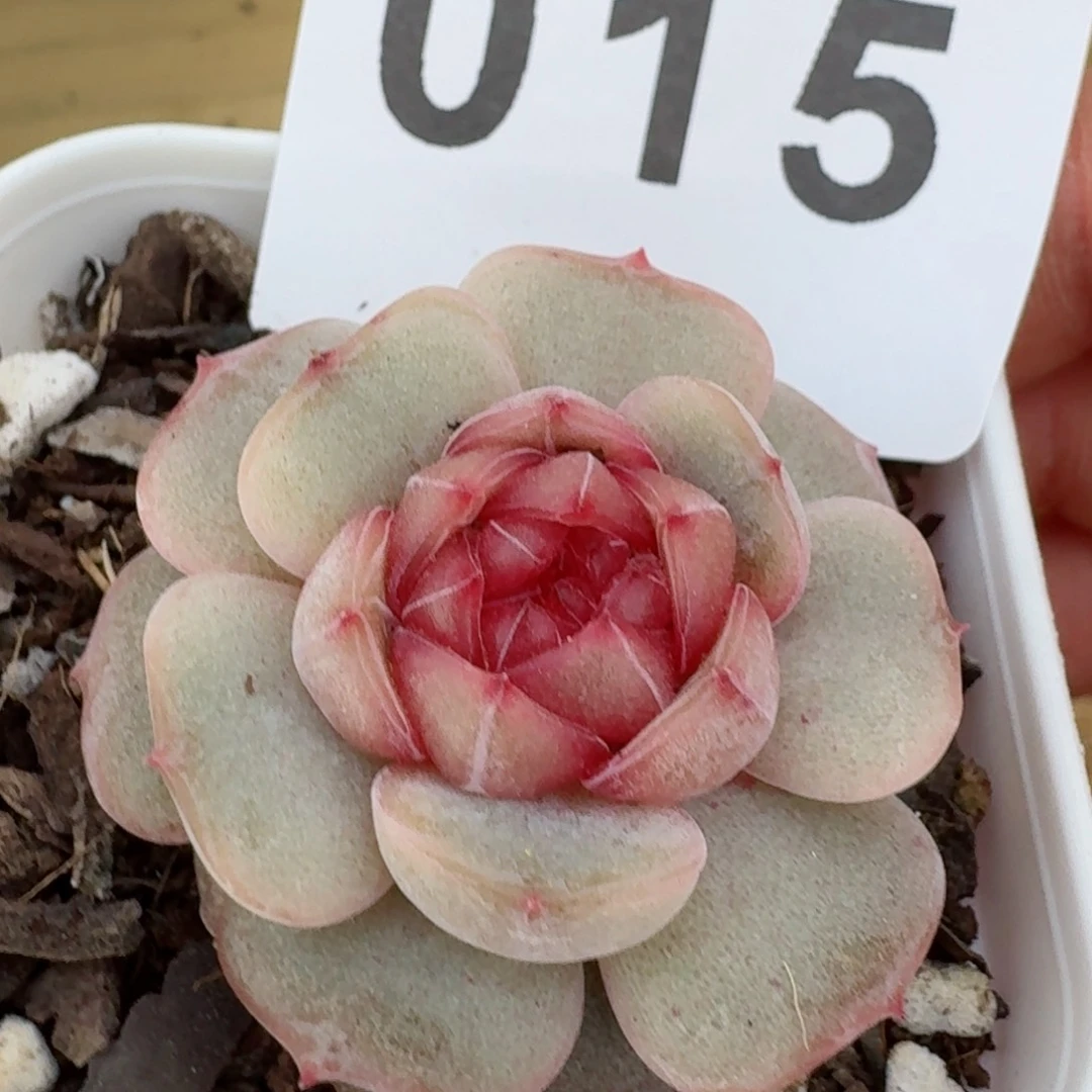 彩恋         精品多肉