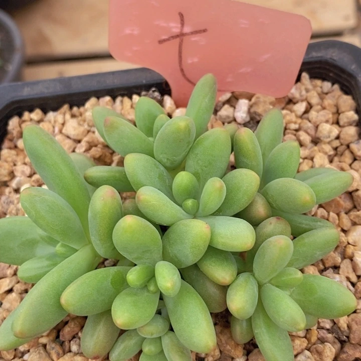 这种现象很明显了