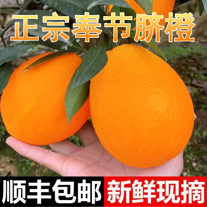 正宗重庆奉节纽荷尔脐橙新鲜带叶椭圆型橙子