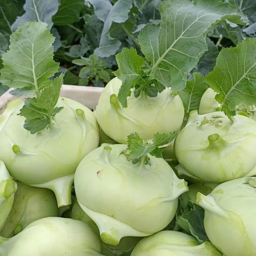 苤蓝农家菜河南新鲜苤蓝薄皮大头菜农家自种现摘清甜蔬菜3/5斤