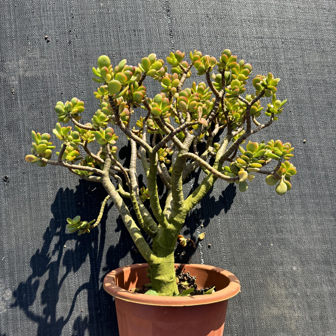 精品老桩姬红花月玉树多肉植物阳台好养盆栽露养绿植花卉