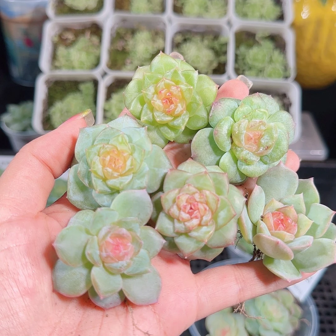 0907---96糖心珍妮