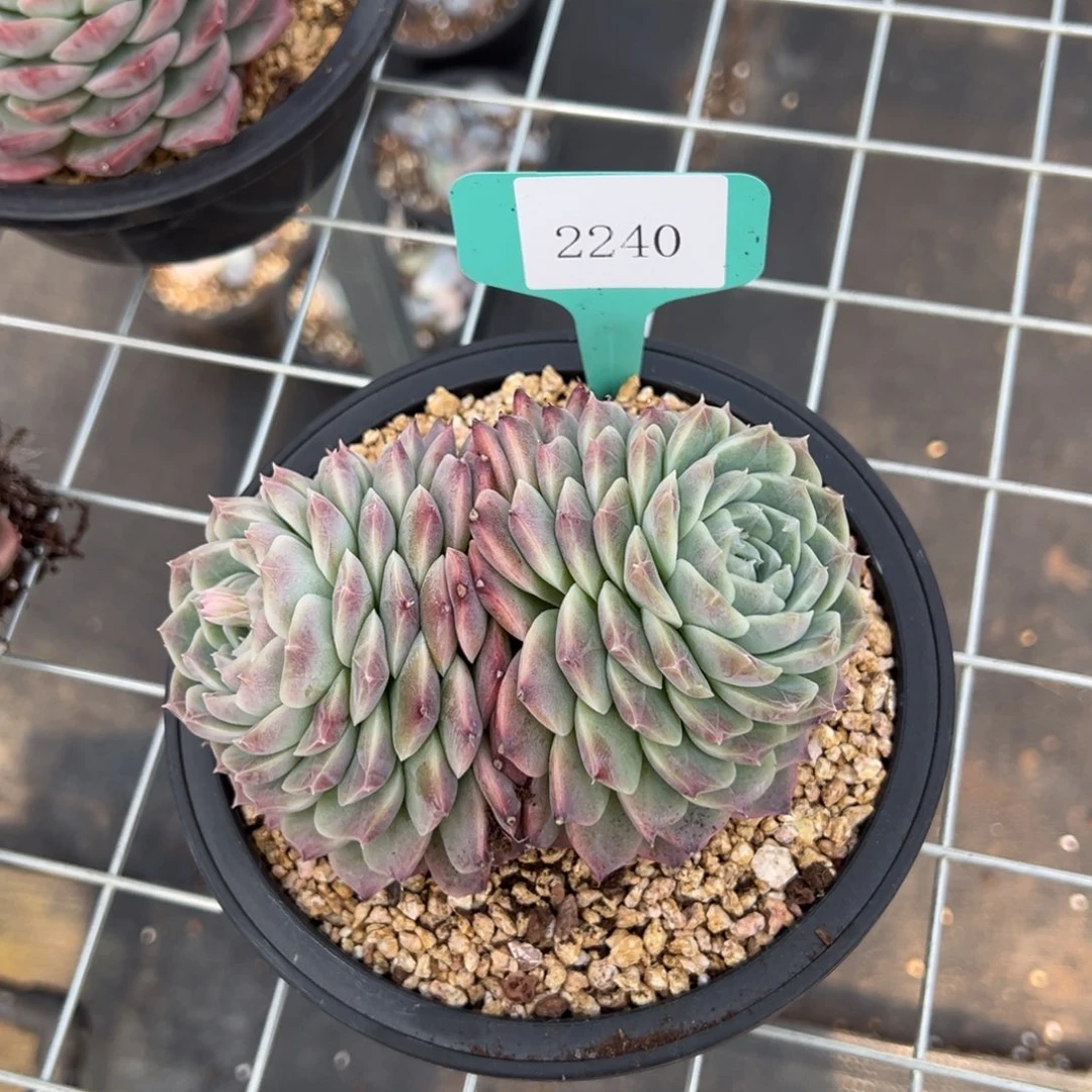 ?****?2240肉多哦多么多么肉