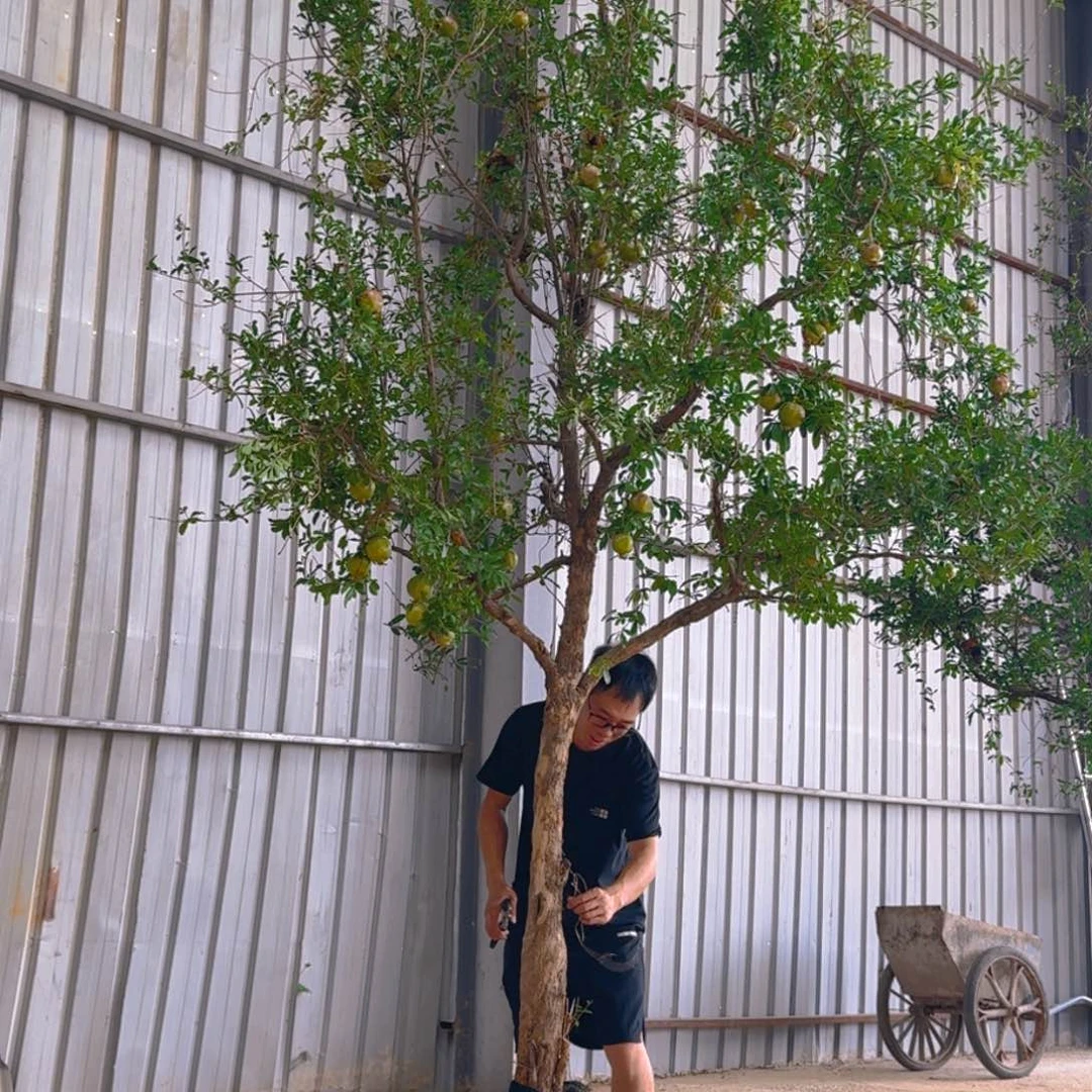 无花朵中****?突尼斯