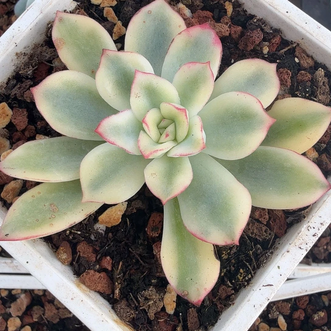 紫梦锦，多肉植物。