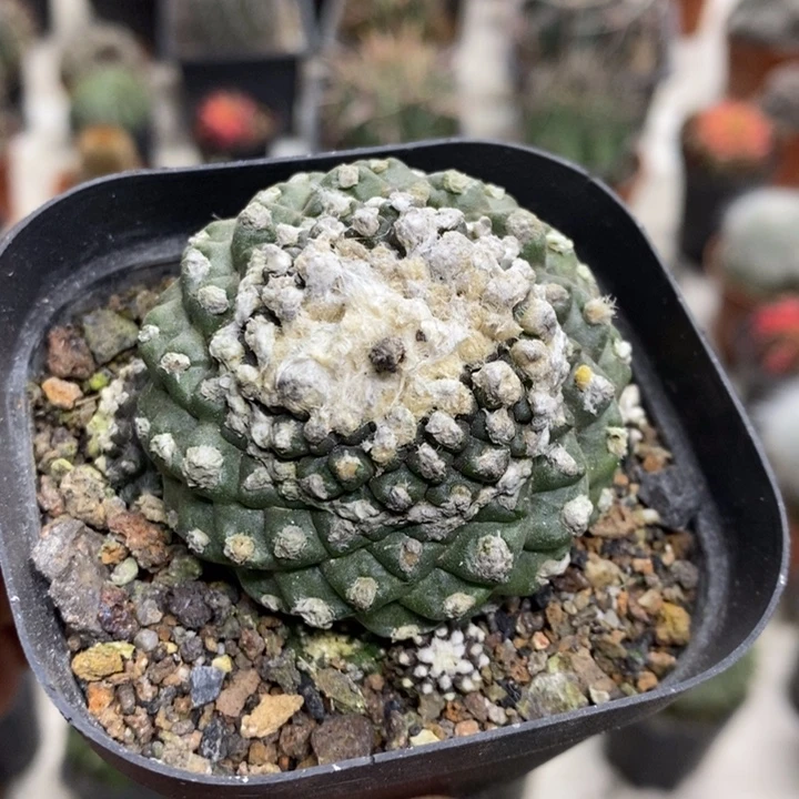 墨碟特价福利特价2