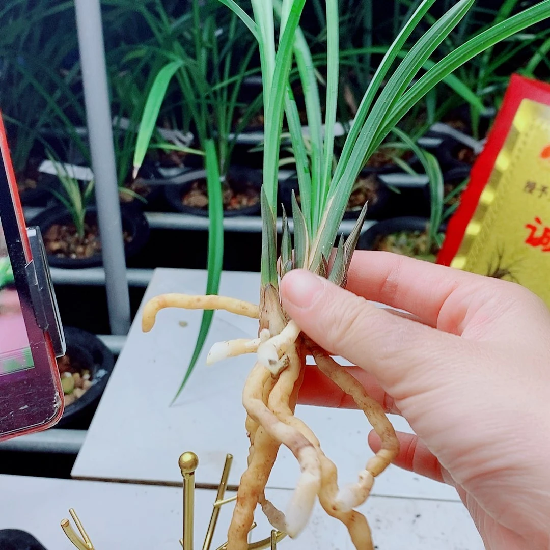 当前无花栽培后可以开花胭脂