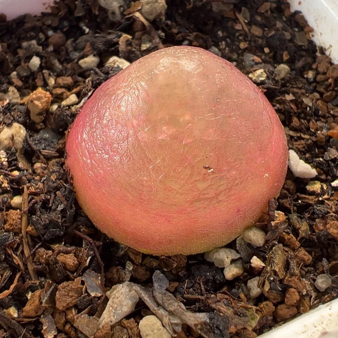 541多肉植物种类多样