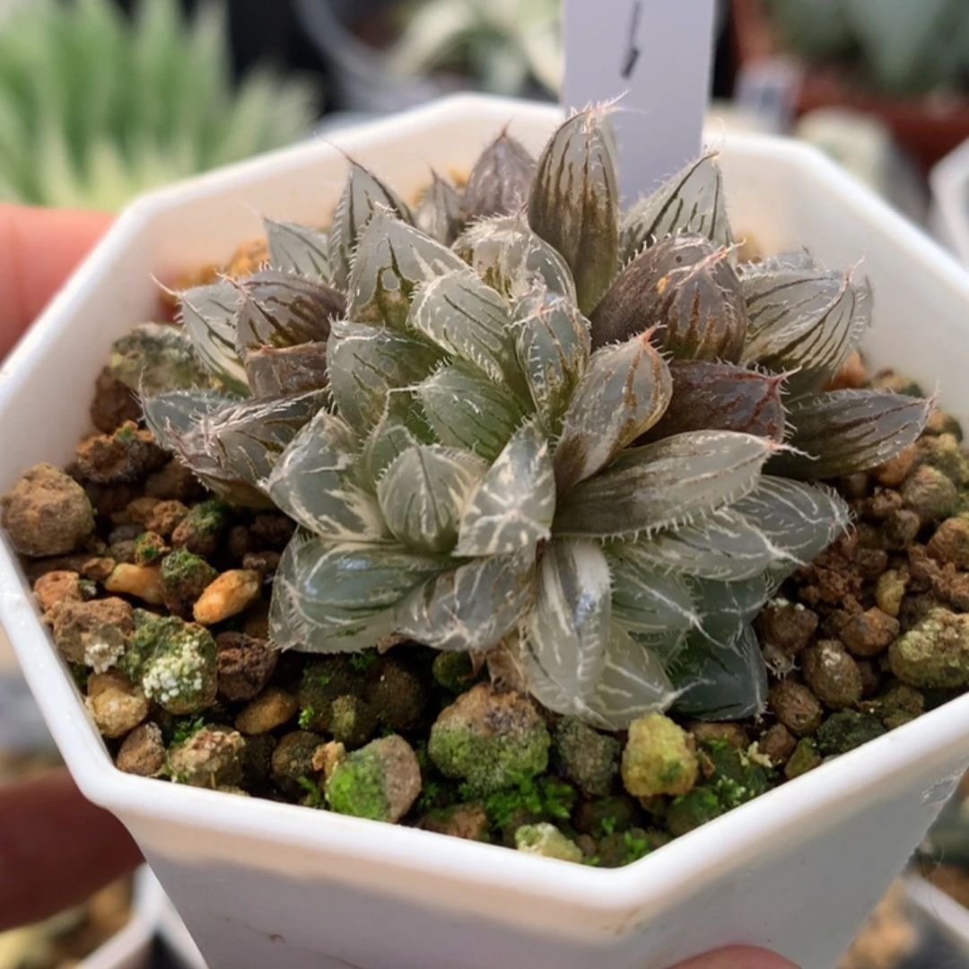 秋祭玉露锦，带盆发货