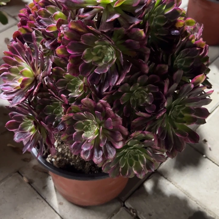 紫嫣多肉植物花花