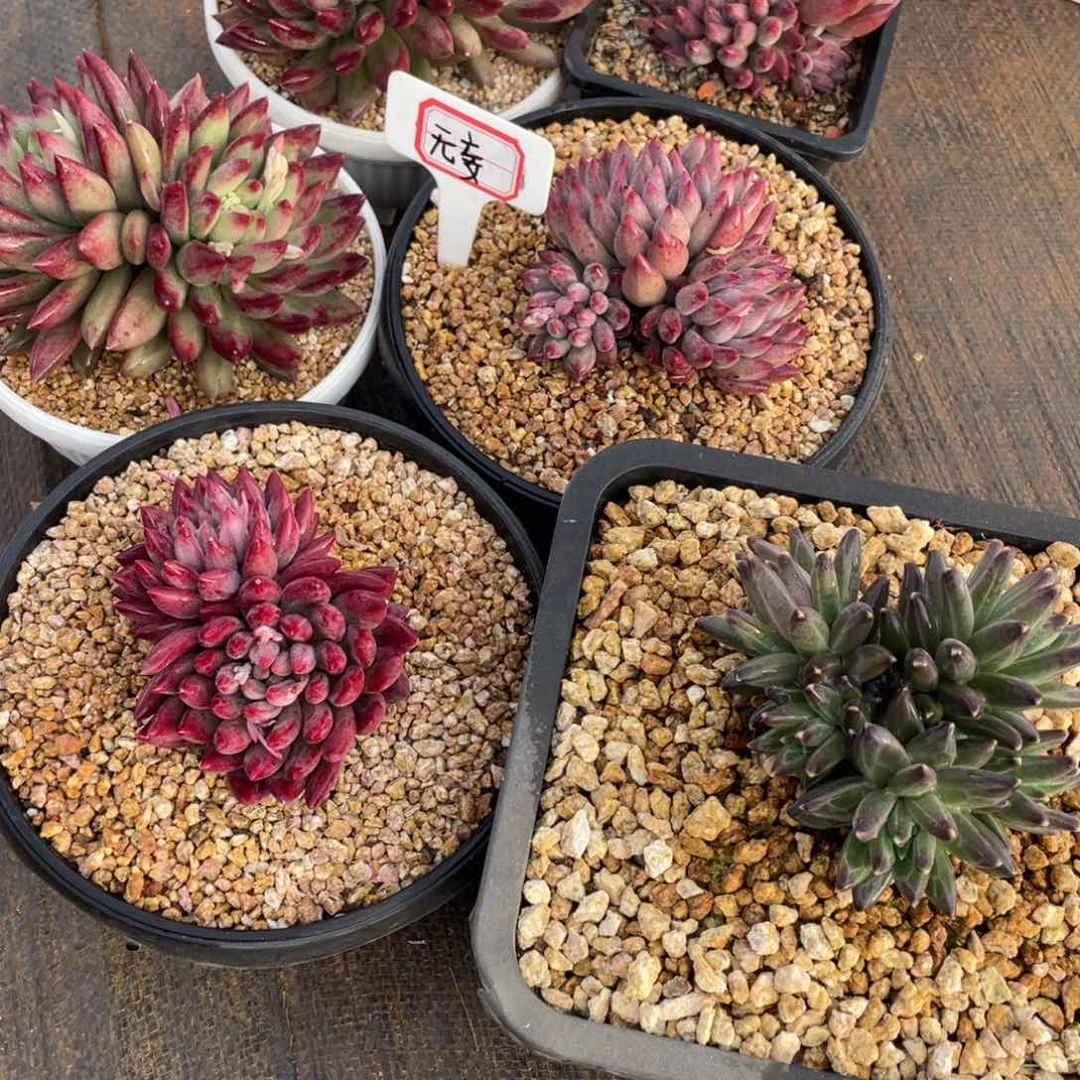 无***?姐姐说她真的有男朋友没