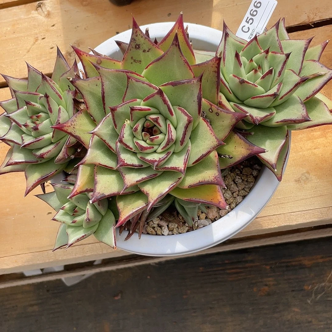 若如东云单排C566