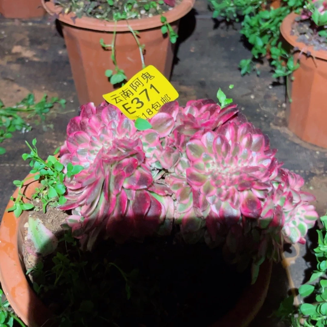 荔枝缀371多肉植物