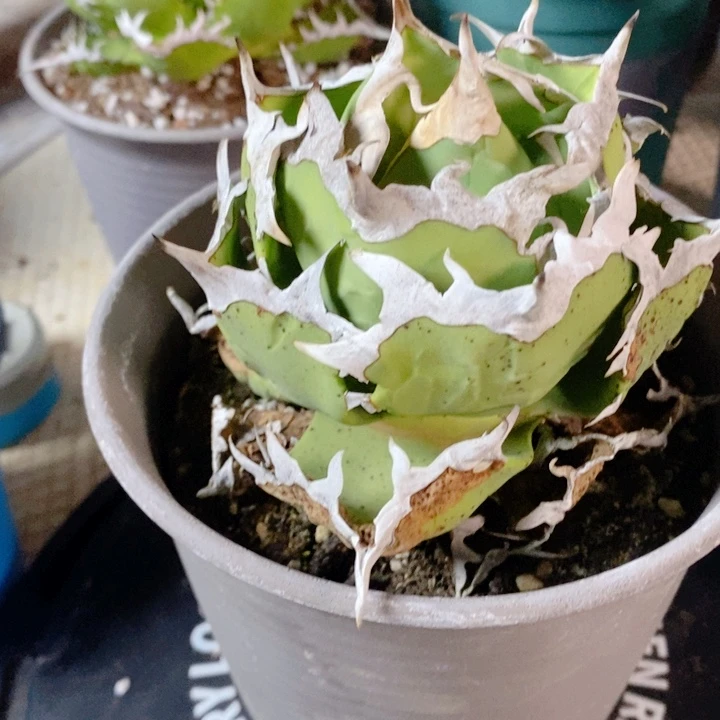 Y****螃蟹亚成5666666666