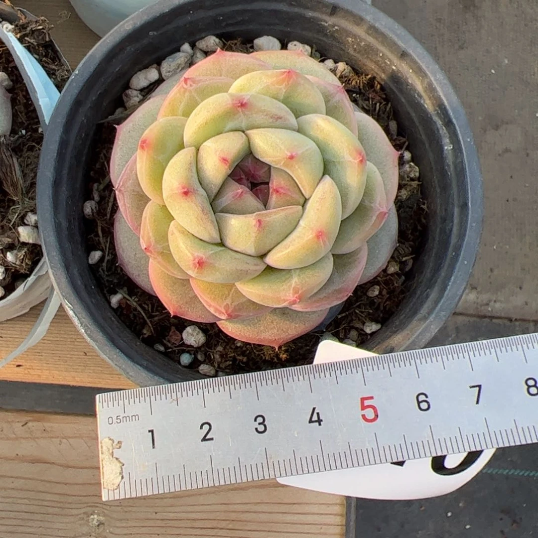 独****》510 多肉植物组合盆栽