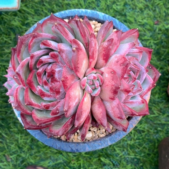 多肉植物 红拉糖-4