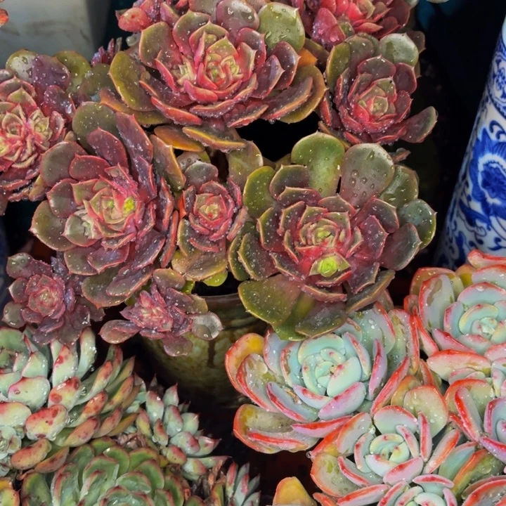 樊***姐老桩精品肉肉大红袍