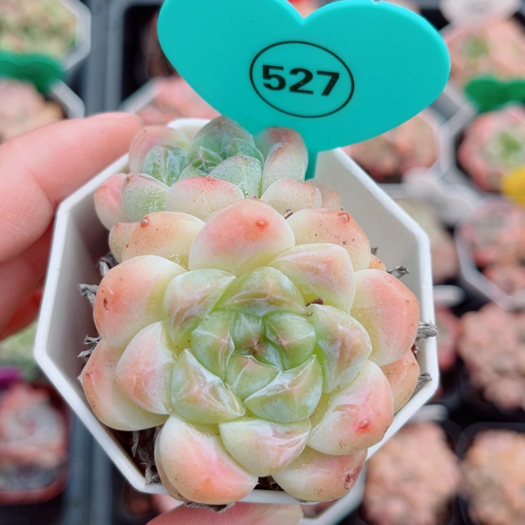 527号小老桩糖心双头