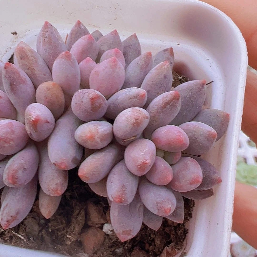 蓝舌香水群19包邮多肉