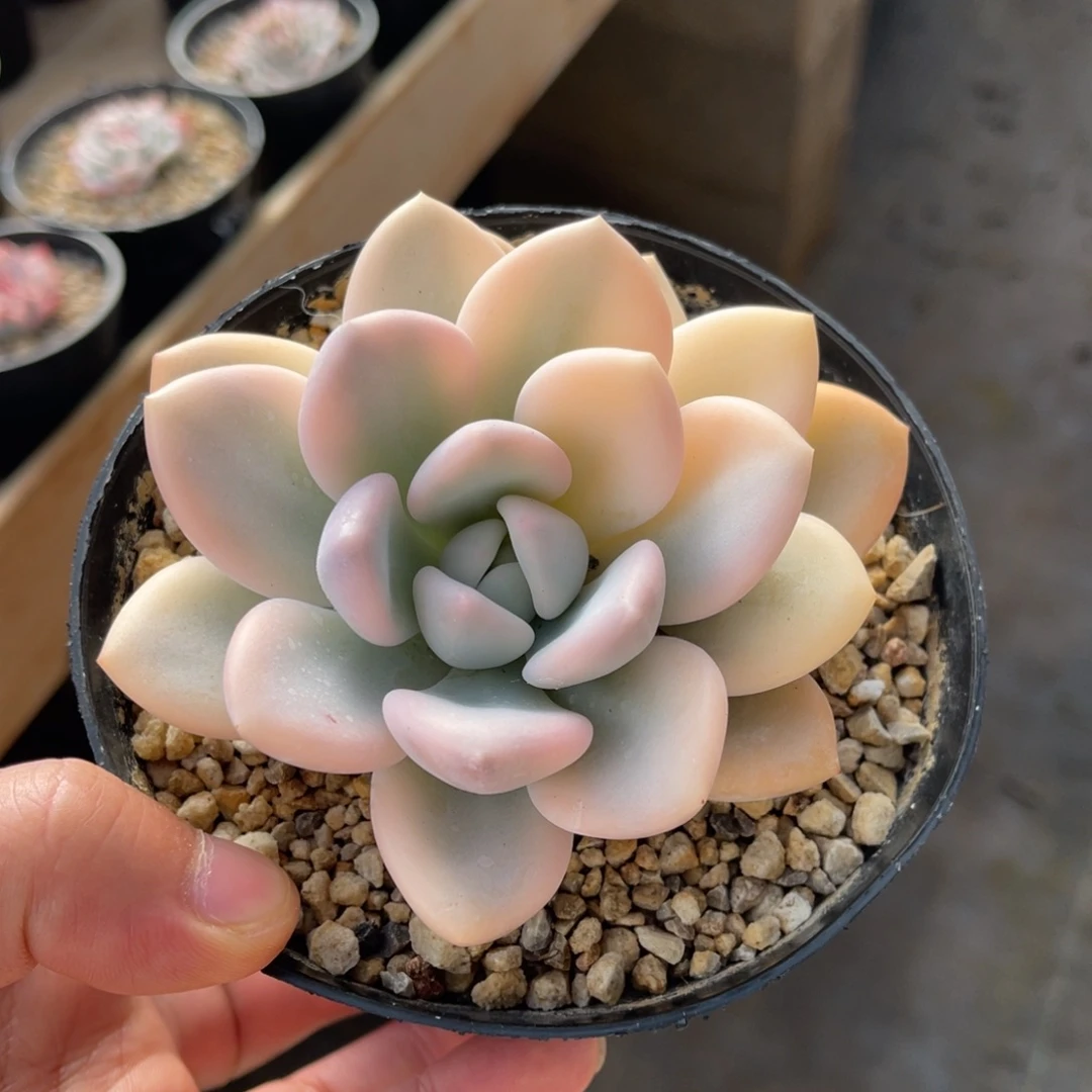 奥普锦一物一拍不支持退换