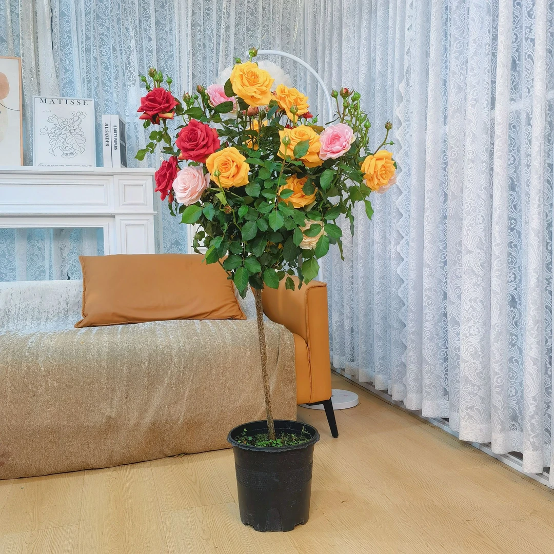 加高加大版1-1.3米/多色棒棒糖大苗多色月季花苗四季开花花苞发货