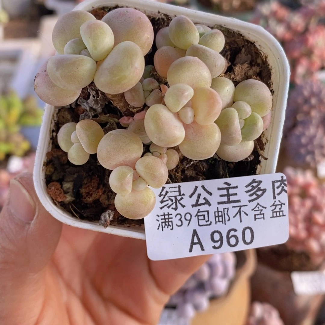 萤火虫6cm960多肉植物