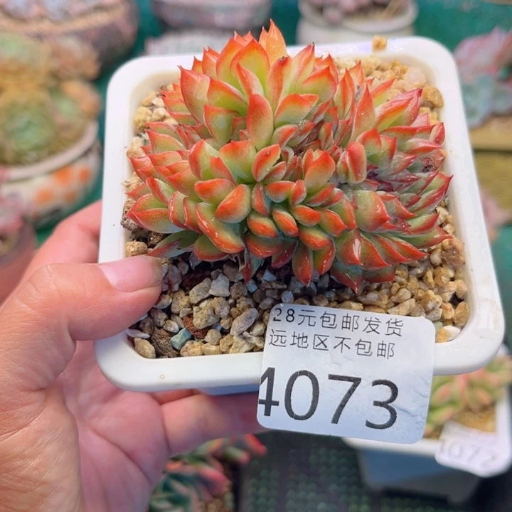 大4073。czvzvcghhbh