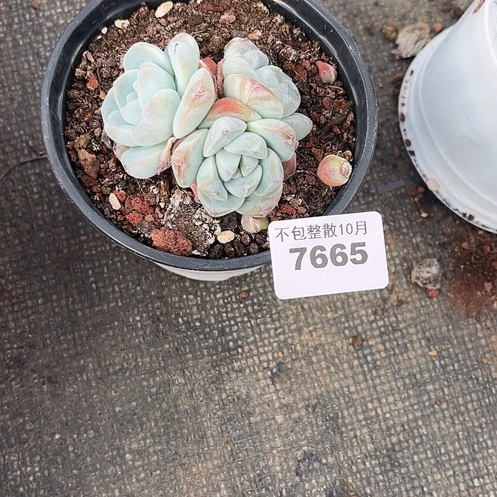 阿雅园艺。         7665