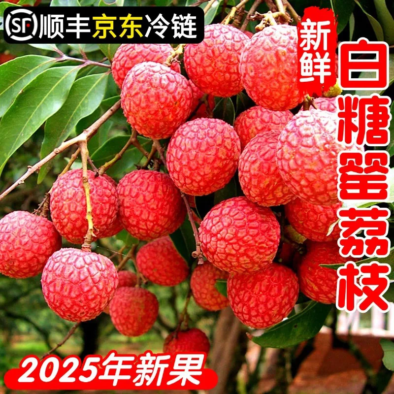 2025广东阳江本地荔枝老树白糖罂荔枝现摘现发核小肉厚清甜多汁